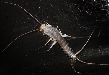  zilvervisjes-kenmerken